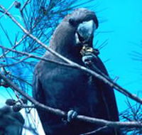 Mount Archer National Park - Nambucca Heads Accommodation