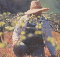 Canobolas Smith Winery - Nambucca Heads Accommodation
