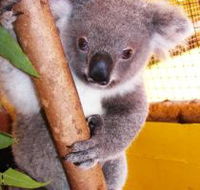 Cooberrie Park Wildlife Sanctuary - Nambucca Heads Accommodation