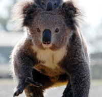 Koalas in Gunnedah - Nambucca Heads Accommodation