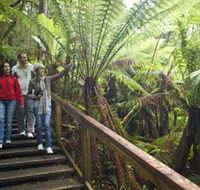 Otway Fly Treetop Adventures - Nambucca Heads Accommodation