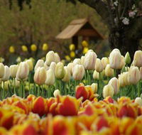 Tulip Top Gardens - Nambucca Heads Accommodation