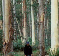 Blue Gum Forest - Nambucca Heads Accommodation