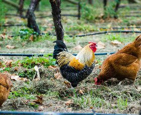 Lark Hill Biodynamic Winery - Nambucca Heads Accommodation 3