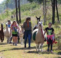 Ottaba Llamas - Nambucca Heads Accommodation