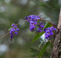 Mann River Nature Reserve - Nambucca Heads Accommodation