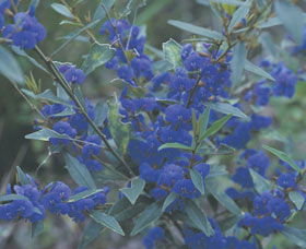 Kalamunda National Park - Nambucca Heads Accommodation 2