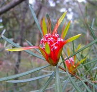 Glenbrook Native Plant Reserve and Nursery - Nambucca Heads Accommodation
