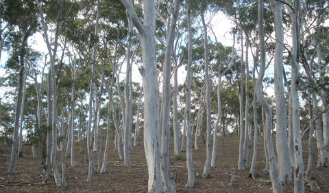 Green Track - Nambucca Heads Accommodation 1
