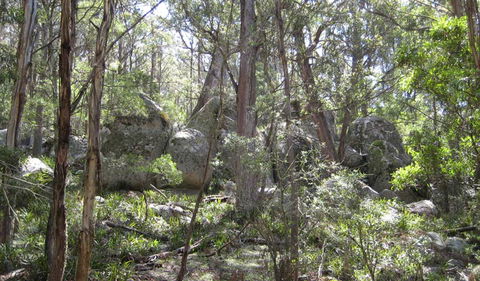 Tallaganda National Park - Nambucca Heads Accommodation 2