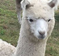Storybook Alpacas - Nambucca Heads Accommodation
