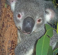 Hunter Valley Zoo - Nambucca Heads Accommodation