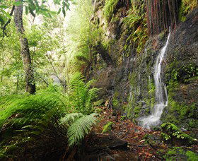 Fairy Bower Falls - Nambucca Heads Accommodation 2