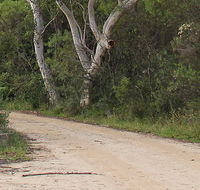 Riverview walking track - Nambucca Heads Accommodation