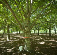 Sassafras Nuts - Nambucca Heads Accommodation