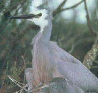 Jack Smith Lake State Game Reserve - Nambucca Heads Accommodation