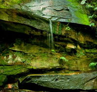 Strickland State Forest - Nambucca Heads Accommodation