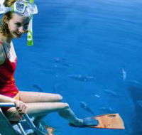 Roy Rufus Artificial Reef Dive Site - Nambucca Heads Accommodation