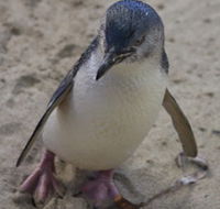 Penguin Island Boardwalks and Walk Trail - Nambucca Heads Accommodation