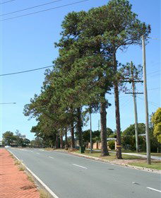 Anzac Memorial Avenue, Redcliffe - Nambucca Heads Accommodation 1