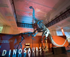 Australian Museum - Nambucca Heads Accommodation 0