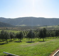 Hastings Valley Olives - Nambucca Heads Accommodation