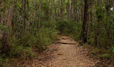 Pigeon House Mountain Didthul Walking Track - Nambucca Heads Accommodation 0