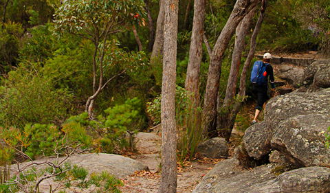 Pigeon House Mountain Didthul Walking Track - Nambucca Heads Accommodation 3