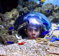 Sea Life Sunshine Coast - Nambucca Heads Accommodation
