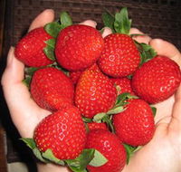 The Strawberry Farm - Nambucca Heads Accommodation
