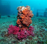 HMAS Brisbane Dive Site - Nambucca Heads Accommodation