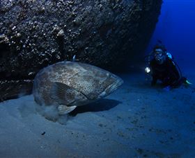 HMAS Brisbane Dive Site - Nambucca Heads Accommodation 3
