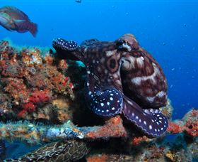HMAS Brisbane Dive Site - Nambucca Heads Accommodation 2