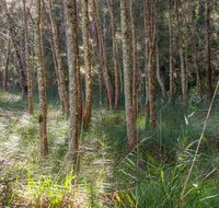 Anabranch loop track - Nambucca Heads Accommodation