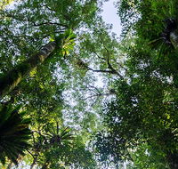 Botanic walk - Nambucca Heads Accommodation