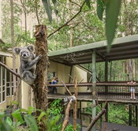 Daisy Hill Koala Centre - Nambucca Heads Accommodation