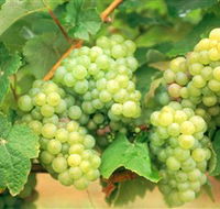 Red Tail Wines - Nambucca Heads Accommodation
