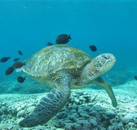 Flinders Reef Dive Site - Nambucca Heads Accommodation