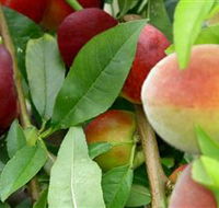 Fruit Salad Tree Company - Nambucca Heads Accommodation