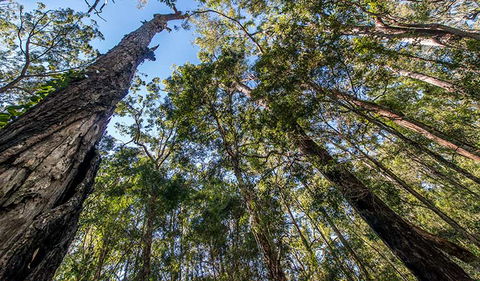 Brimbin Nature Reserve - Nambucca Heads Accommodation 3