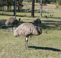 Glen Ian Ostrich and Emu Farm - Nambucca Heads Accommodation