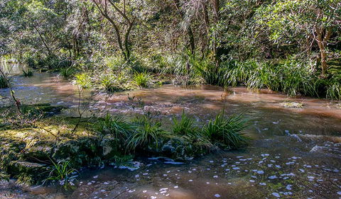 Ms Kellys Walking Track - Nambucca Heads Accommodation 3