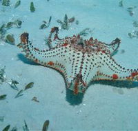 The Pines Dive Site - Nambucca Heads Accommodation