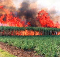 Reeves Family Sugar Cane Farm - Nambucca Heads Accommodation