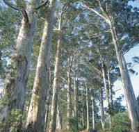 The Great Forest Trees Drive - Nambucca Heads Accommodation