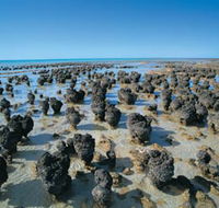 Hamelin Pool Stromatolites - Nambucca Heads Accommodation