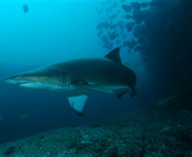 Henderson Rock Dive Site - Nambucca Heads Accommodation 1