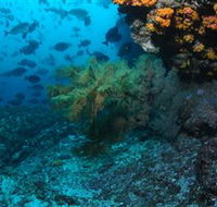 Henderson Rock Dive Site - Nambucca Heads Accommodation