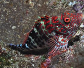 Henderson Rock Dive Site - Nambucca Heads Accommodation 3