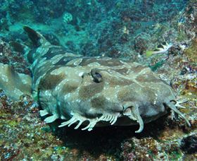 Henderson Rock Dive Site - Nambucca Heads Accommodation 2